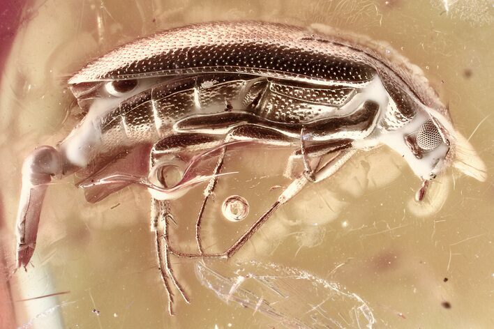 Fossil False Darkling Beetle (Symphora) in Baltic Amber #367408